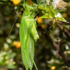 Caedicia simplex at Acton, ACT - 28 Feb 2023