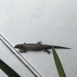 Egernia cunninghami at Wamboin, NSW - 28 Feb 2023