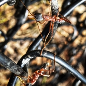 Myrmecia nigriceps at Googong, NSW - suppressed