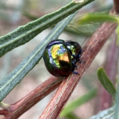 Callidemum hypochalceum (Hop-bush leaf beetle) at Googong, NSW - 27 Feb 2023 by Wandiyali