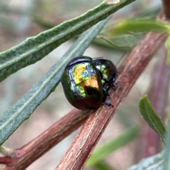 Callidemum hypochalceum (Hop-bush leaf beetle) at Googong, NSW - 28 Feb 2023 by Wandiyali