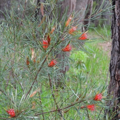 Lambertia formosa (Mountain Devil) at Oakdale, NSW - 28 Feb 2023 by bufferzone