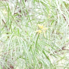 Persoonia linearis (Narrow-leaved Geebung) at Oakdale, NSW - 28 Feb 2023 by bufferzone