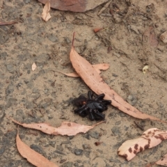 Atrax sp. (genus) (Funnel-web spider) at Oakdale, NSW - 28 Feb 2023 by bufferzone