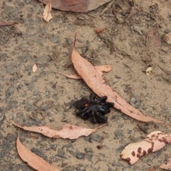 Unidentified Trapdoor, Funnelweb or Mouse spider (Mygalomorphae) at Oakdale, NSW - 28 Feb 2023 by bufferzone