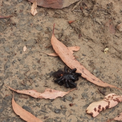 Unidentified Trapdoor, Funnelweb or Mouse spider (Mygalomorphae) at Oakdale, NSW - 28 Feb 2023 by bufferzone