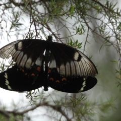 Papilio aegeus (Orchard Swallowtail, Large Citrus Butterfly) at Oakdale, NSW - 28 Feb 2023 by bufferzone