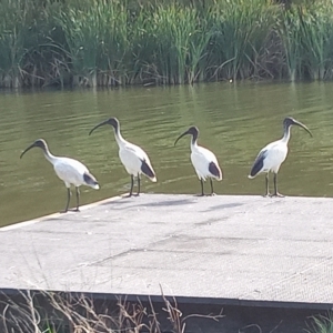 Threskiornis molucca at Gordon, ACT - 28 Feb 2023