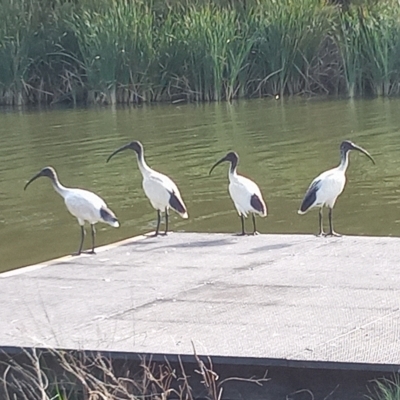 Threskiornis molucca (Australian White Ibis) at Gordon, ACT - 28 Feb 2023 by michaelb