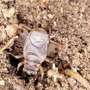 Eurygryllodes diminutus at Cooma, NSW - 28 Feb 2023