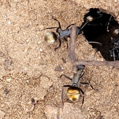 Polyrhachis ammon at Cooma, NSW - 28 Feb 2023