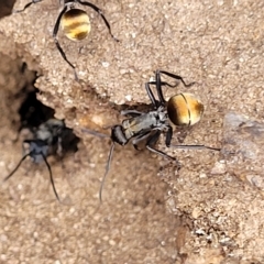 Polyrhachis ammon at Cooma, NSW - 28 Feb 2023