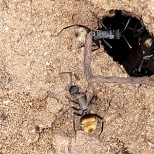 Polyrhachis ammon at Cooma, NSW - 28 Feb 2023