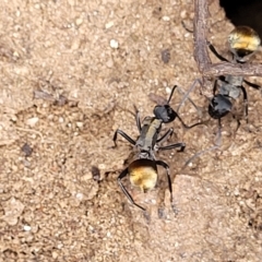 Polyrhachis ammon at Cooma, NSW - 28 Feb 2023