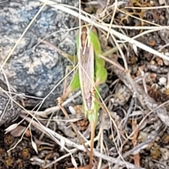 Conocephalus semivittatus at Cooma, NSW - 28 Feb 2023 05:47 PM