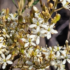 Bursaria spinosa (Native Blackthorn, Sweet Bursaria) at Cooma, NSW - 28 Feb 2023 by trevorpreston