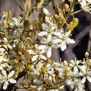 Bursaria spinosa at Cooma, NSW - 28 Feb 2023