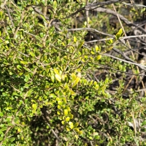 Bursaria spinosa at Cooma, NSW - 28 Feb 2023