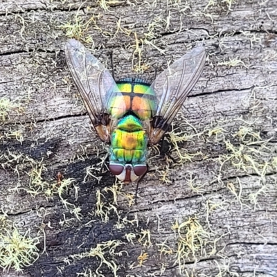 Rutilia (Chrysorutilia) formosa (A Bristle fly) at Cooma, NSW - 28 Feb 2023 by trevorpreston