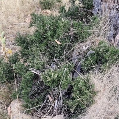 Melicytus angustifolius subsp. divaricatus (Divaricate Tree Violet) at Berridale, NSW - 28 Feb 2023 by trevorpreston