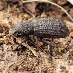 Amycterus elongatus (Ground weevil) at Berridale, NSW - 28 Feb 2023 by trevorpreston