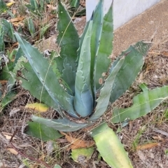 Agave americana (Century Plant) at Berridale, NSW - 28 Feb 2023 by trevorpreston