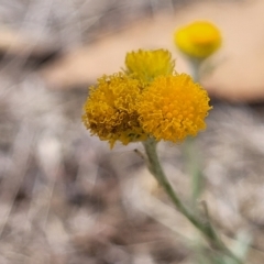 Chrysocephalum apiculatum at Berridale, NSW - 28 Feb 2023