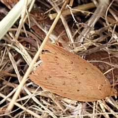 Heliocausta undescribed species at Berridale, NSW - 28 Feb 2023 by trevorpreston