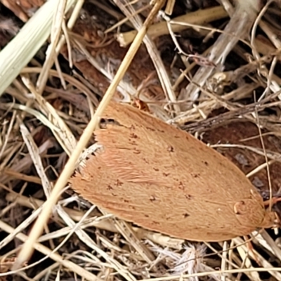 Heliocausta undescribed species at Berridale, NSW - 28 Feb 2023 by trevorpreston