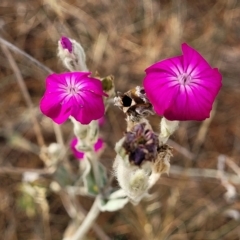 Silene coronaria (Rose Champion) at Berridale, NSW - 28 Feb 2023 by trevorpreston