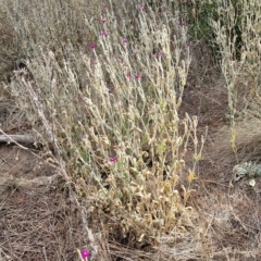 Silene coronaria at Berridale, NSW - 28 Feb 2023