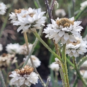 Ammobium alatum at Jindabyne, NSW - 28 Feb 2023