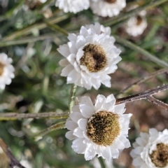 Ammobium alatum at Jindabyne, NSW - 28 Feb 2023 04:36 PM