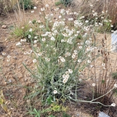 Ammobium alatum at Jindabyne, NSW - 28 Feb 2023