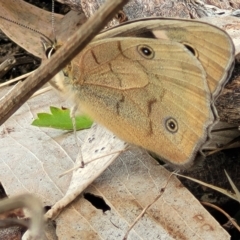 Heteronympha penelope (Shouldered Brown) at Jindabyne, NSW - 28 Feb 2023 by trevorpreston