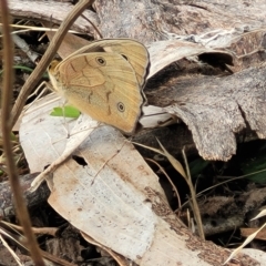 Heteronympha penelope at Jindabyne, NSW - 28 Feb 2023