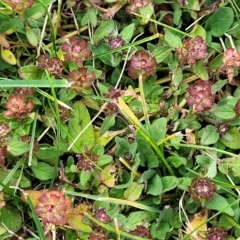 Prunella vulgaris at Jindabyne, NSW - 28 Feb 2023