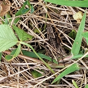 Bobilla aff. victoriae at Jindabyne, NSW - 28 Feb 2023