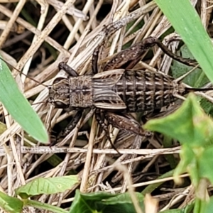 Bobilla aff. victoriae at Jindabyne, NSW - 28 Feb 2023