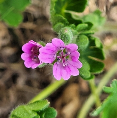 Geranium molle subsp. molle (Cranesbill Geranium) at Jindabyne, NSW - 28 Feb 2023 by trevorpreston