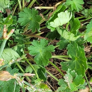 Geranium molle subsp. molle at Jindabyne, NSW - 28 Feb 2023