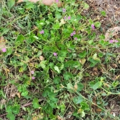 Geranium molle subsp. molle at Jindabyne, NSW - 28 Feb 2023