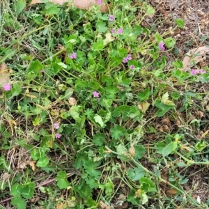 Geranium molle subsp. molle at Jindabyne, NSW - 28 Feb 2023