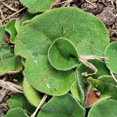 Dichondra repens (Kidney Weed) at Jindabyne, NSW - 28 Feb 2023 by trevorpreston