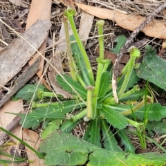 Solenogyne gunnii (Solengyne) at Jindabyne, NSW - 28 Feb 2023 by trevorpreston