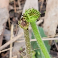 Solenogyne gunnii at Jindabyne, NSW - 28 Feb 2023