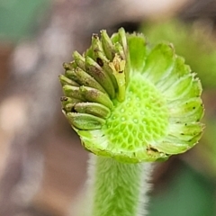 Solenogyne gunnii at Jindabyne, NSW - 28 Feb 2023 03:27 PM