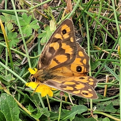 Heteronympha penelope (Shouldered Brown) at Jindabyne, NSW - 28 Feb 2023 by trevorpreston