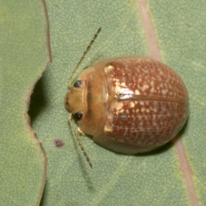 Paropsisterna decolorata at Hawker, ACT - 26 Jan 2023 11:07 AM