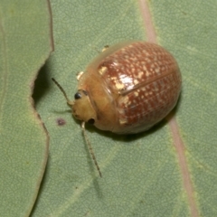 Paropsisterna decolorata at Hawker, ACT - 26 Jan 2023 11:07 AM